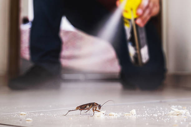 Best Pest Removal Services  in Tano Road, NM